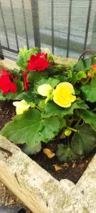 Retro Opatija Center Apartments