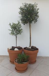 Olive Garden Villas and Apartments