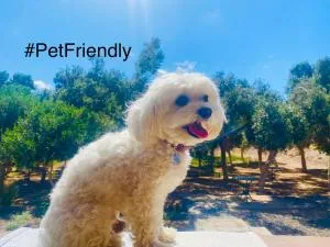 Bungalow Sequero #Pet Friendly - El Charco