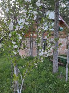 LARIX DURMITORES Apartments