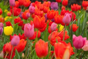 A lovely house in Vipava valley