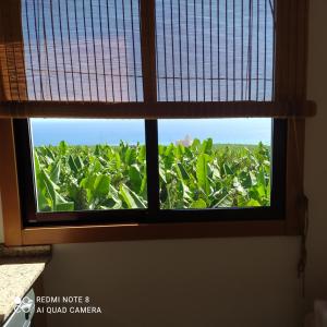 Trbol Trail Mountain La Palma Vistas Al Mar