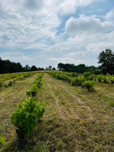 Appartements Gite les vignes de pich : photos des chambres