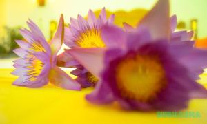 Subhasha Summer House