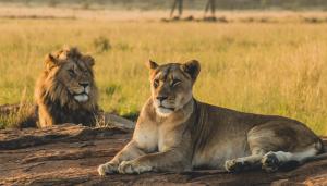 Kudu Safari Camp