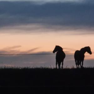 Willow Grove Farm Glamping