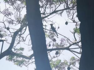 APARTAMENTO LEMMON TREE