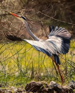 Apartman Jovicevic Pavle