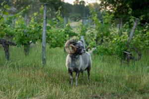 Countryhome at winery Chateau Camponac