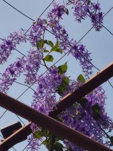 ต้งโฮมหละปูน ณ ตูบแก้ว