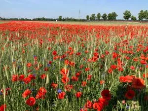 Lutki Dom - Treppendorf