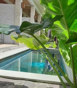 Surya Lombok Accommodation