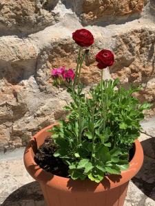 guesthouse Libertas 1