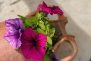 Platipodi stone house