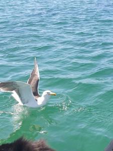 Maisons de vacances Maison neuve au calme : photos des chambres