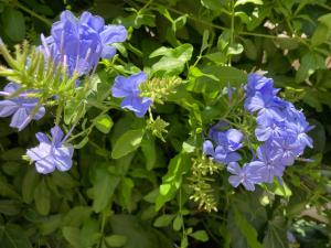 Dielino Amazing Sunset View