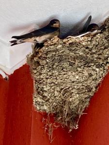 Dielino Amazing Sunset View