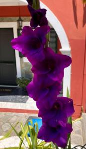 Dielino Amazing Sunset View