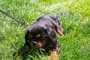 Old fishermans house on barkes - pet and family friendly