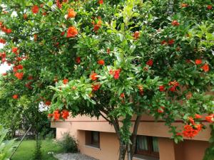 Casa Vacanze - SportHoliday House Segusino-Valdobbiadene