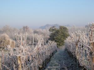 B&B / Chambres d'hotes Suite campagnarde de 40 m2 avec vue sur les vignes au Chateau Camponac : photos des chambres