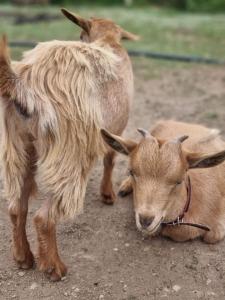LOCANDA MURALES - Turismo rurale img75