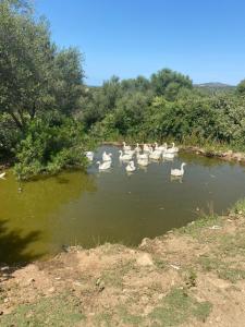 LOCANDA MURALES - Turismo rurale img80