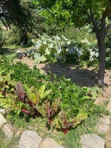 LOCANDA MURALES - Turismo rurale img84