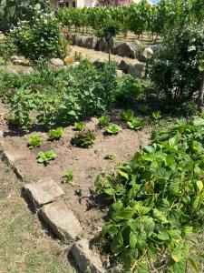 LOCANDA MURALES - Turismo rurale img86