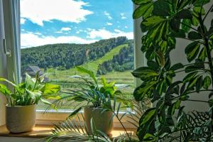 Prenočišča Miklavčič