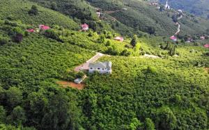 Luxury Nature Life Villa