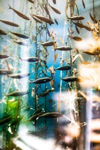 Kelp