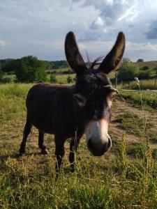 Les Chemins dAmbre et Thaïs