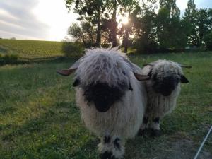 Sejours chez l'habitant Les Chemins d'Ambre et Thais : photos des chambres