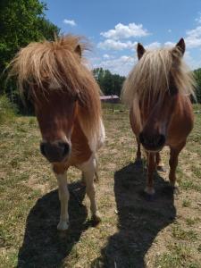 Les Chemins dAmbre et Thaïs