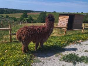 Les Chemins dAmbre et Thaïs