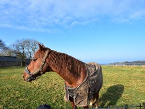 Maisons de vacances Welcoming holiday home in Etretat with private garden : photos des chambres