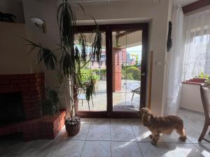 Willa Garden 2 z pięknym ogrodem i tarasem