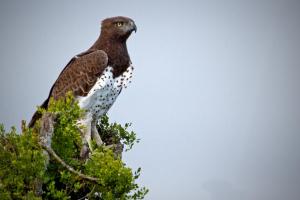 Addo Elephant National Park, Addo, 6105, South Africa.