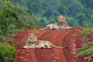 Addo Elephant National Park, Addo, 6105, South Africa.