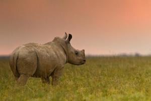 Addo Elephant National Park, Addo, 6105, South Africa.