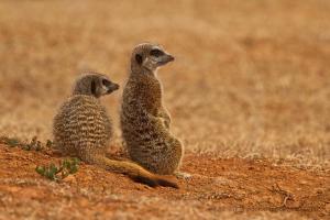 Addo Elephant National Park, Addo, 6105, South Africa.