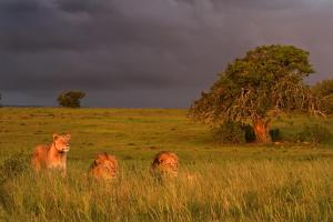 Addo Elephant National Park, Addo, 6105, South Africa.