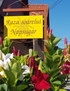 Raza Soarelui Pension