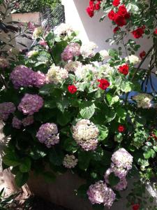 Apartments Petković