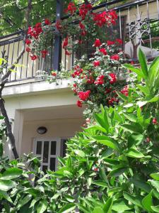 Apartments Petković