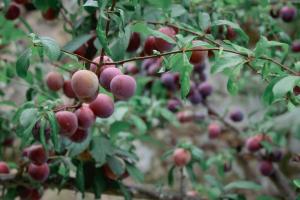 Holiday home Quinta do Mirante