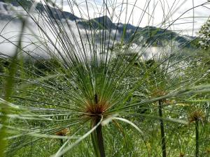 Oro Verde Noche De Luna
