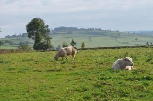 B&B / Chambres d'hotes Escale en Charolais Brionnais : photos des chambres