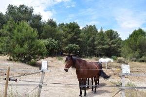 Maisons de vacances Bastidon with terrace - residence with POOL : photos des chambres